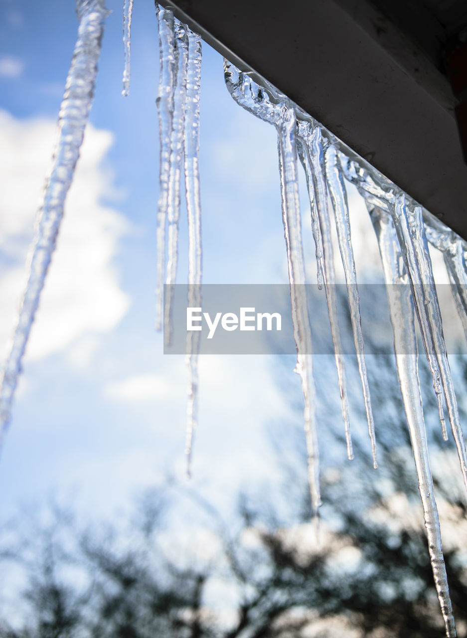 CLOSE-UP OF FROZEN PLANTS AGAINST SKY
