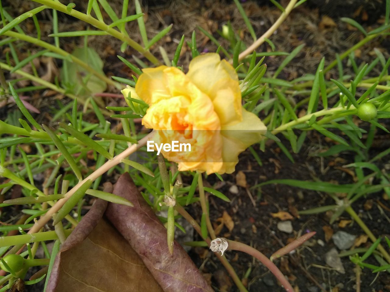 HIGH ANGLE VIEW OF YELLOW FLOWER ON PLANT