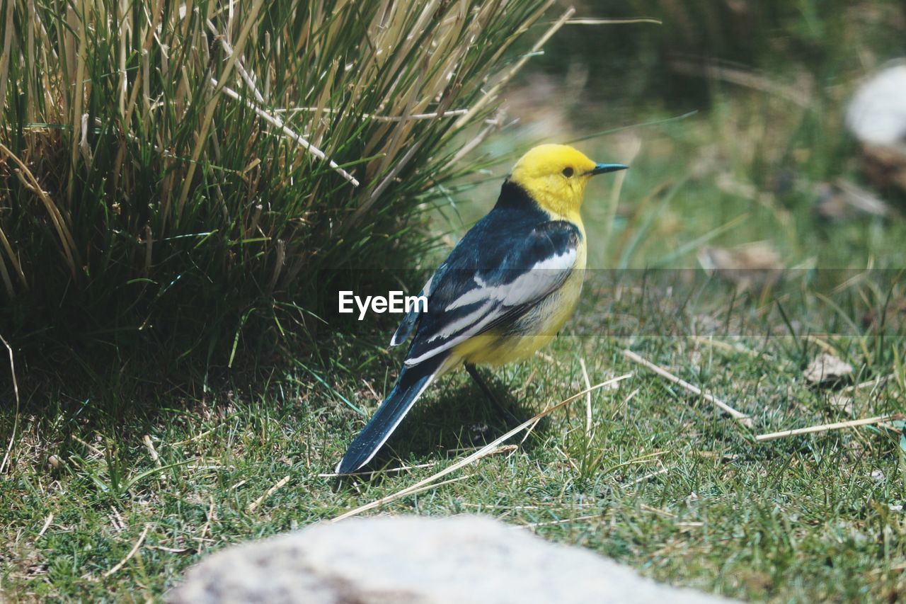 Close-up of bird perching on field