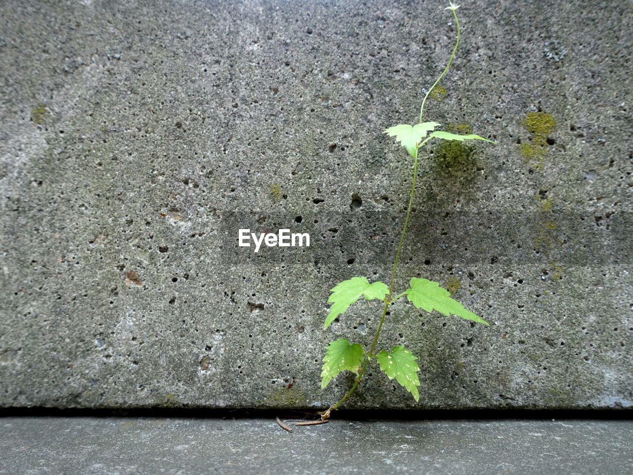 Ivy growing on concrete wall