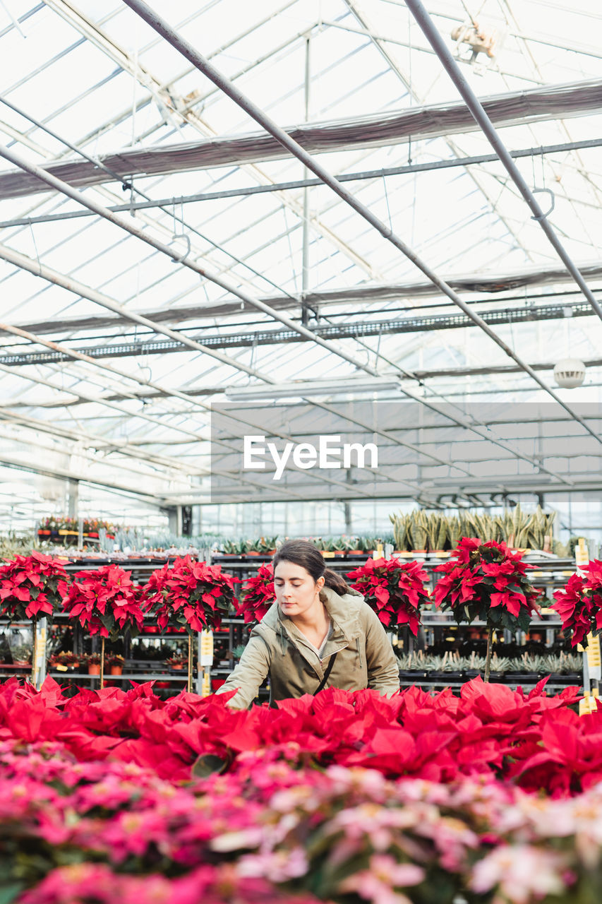 Pensive adult buyer selecting to buy potted poinsettia plant in modern greenhouse market