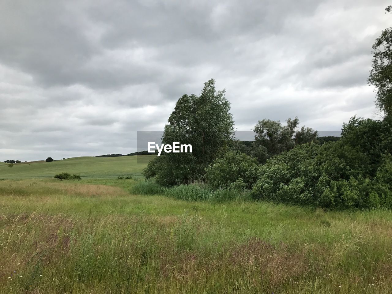 Trees on field against sky