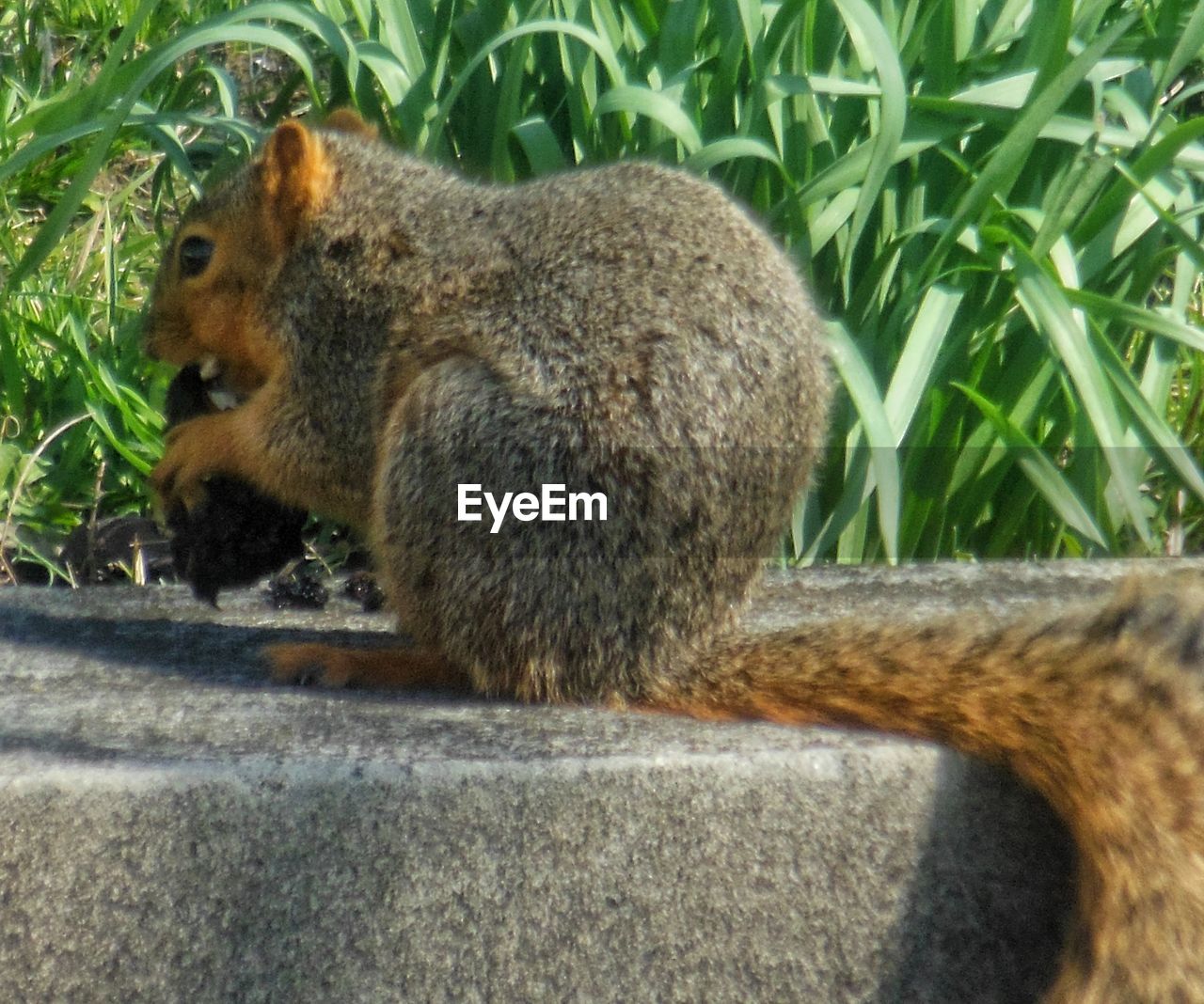 SIDE VIEW OF SQUIRREL SITTING ON FIELD