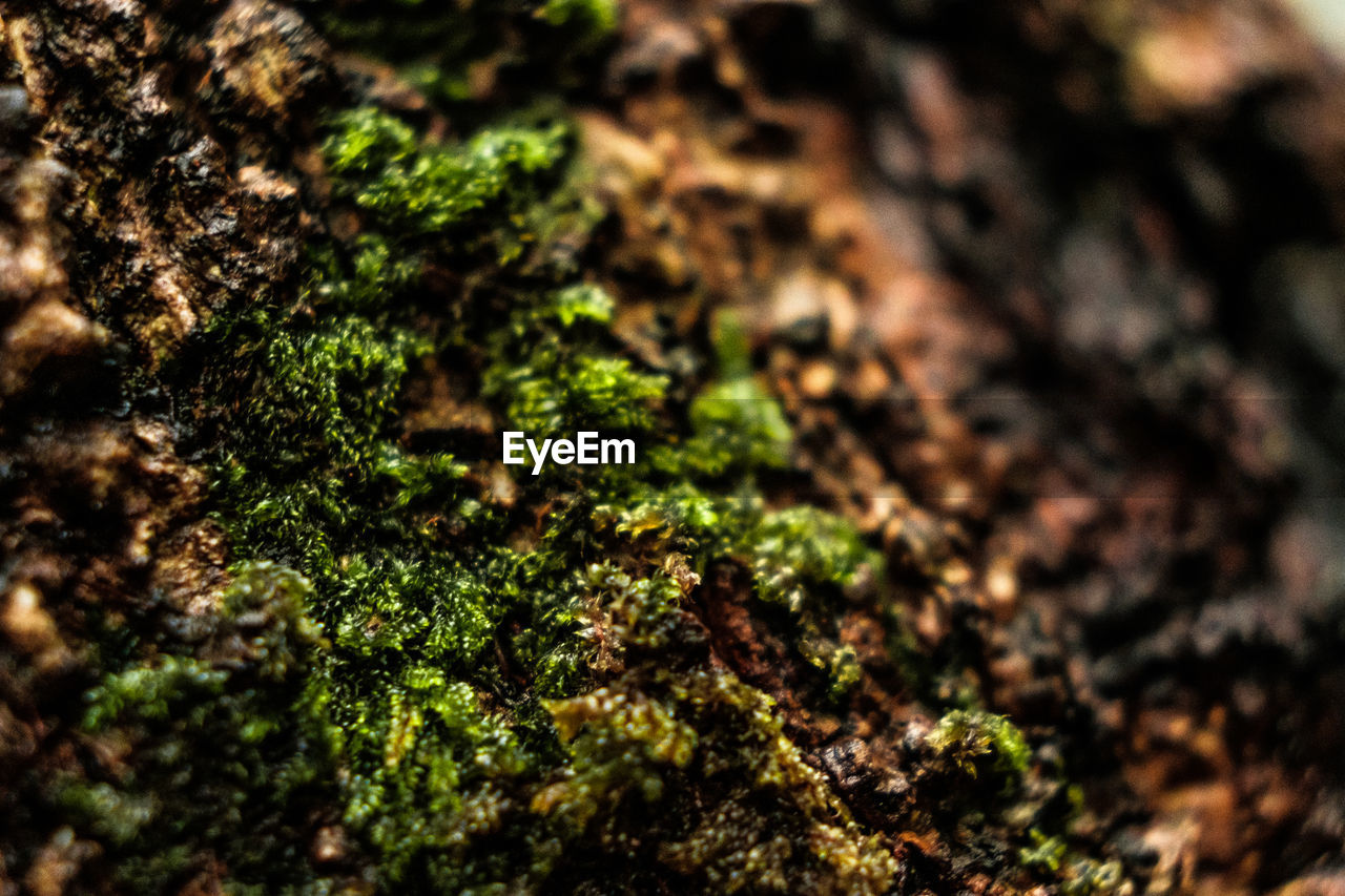 CLOSE-UP OF MOSS GROWING ON TREE