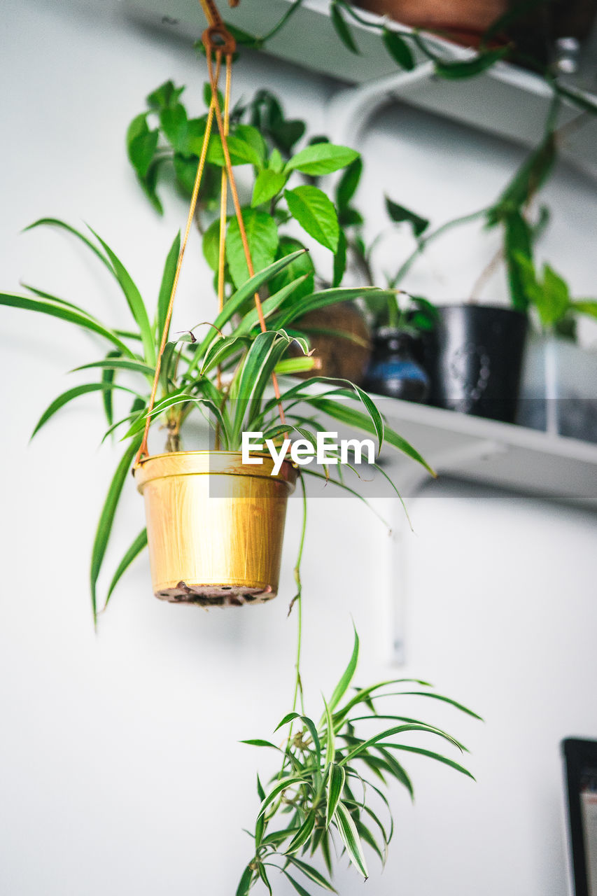 Close-up of potted plant on table