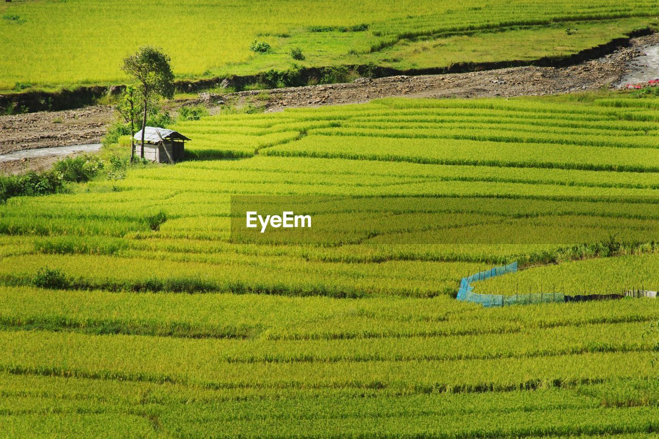 CROPS GROWING ON FARM