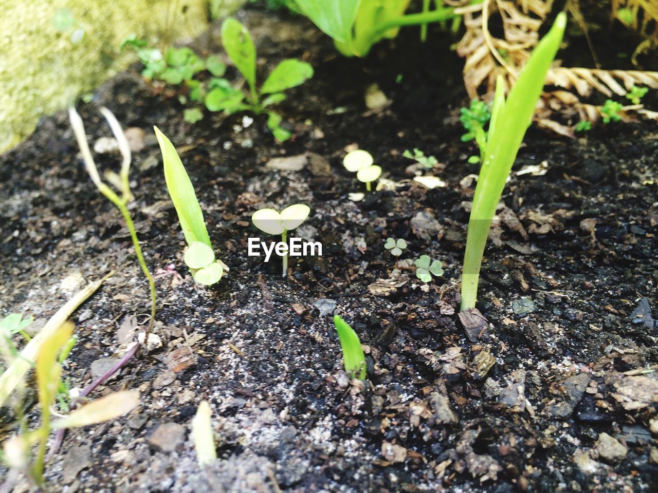 PLANTS GROWING IN FIELD