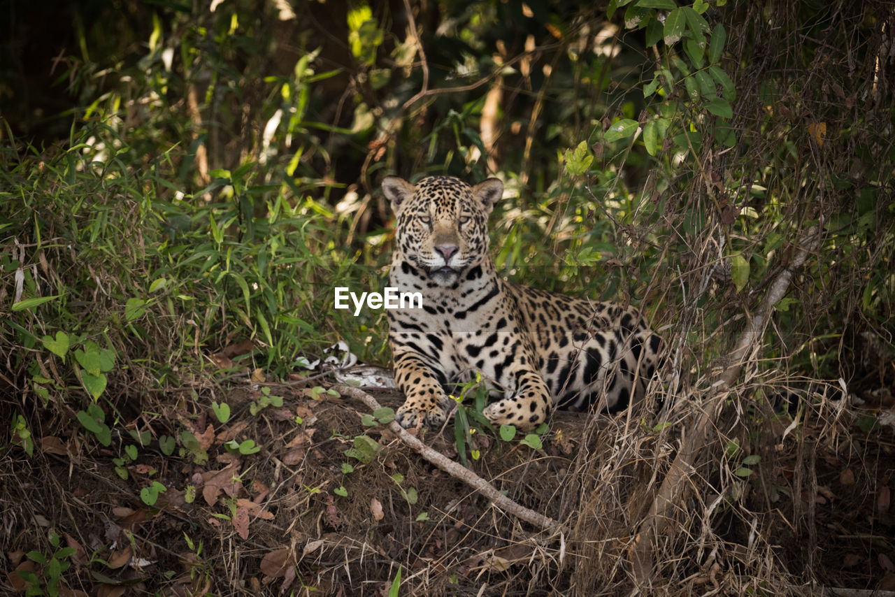 Portrait of tiger in forest