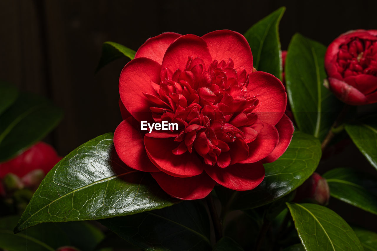 flower, plant, flowering plant, red, leaf, plant part, beauty in nature, freshness, nature, petal, close-up, flower head, inflorescence, japanese camellia, rose, fragility, no people, green, theaceae, macro photography, growth, outdoors