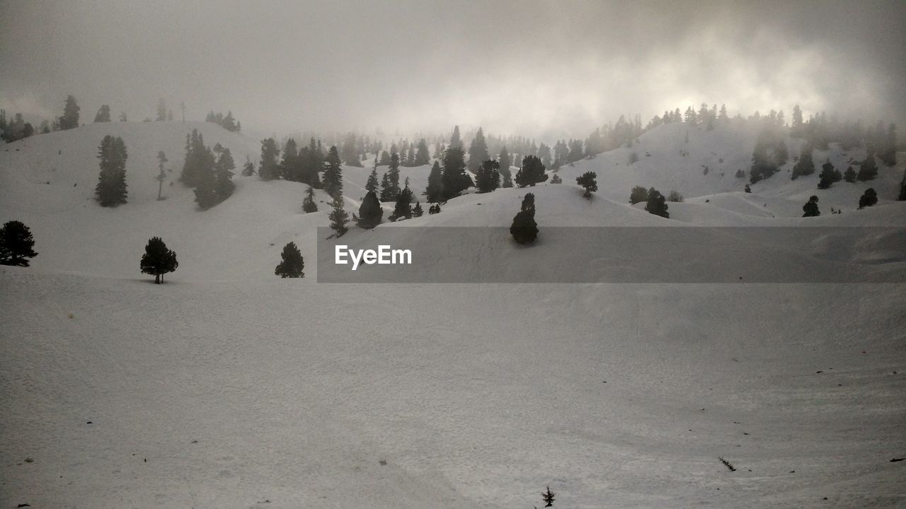 PANORAMIC VIEW OF TREES AGAINST SKY