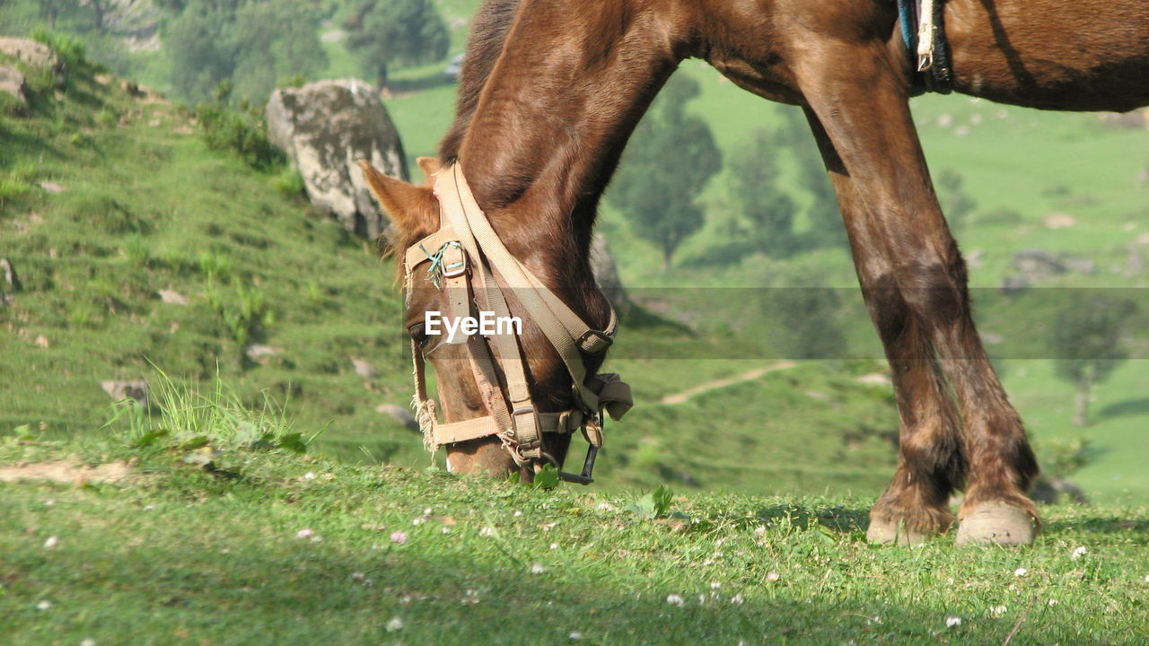 HORSE CART ON FIELD