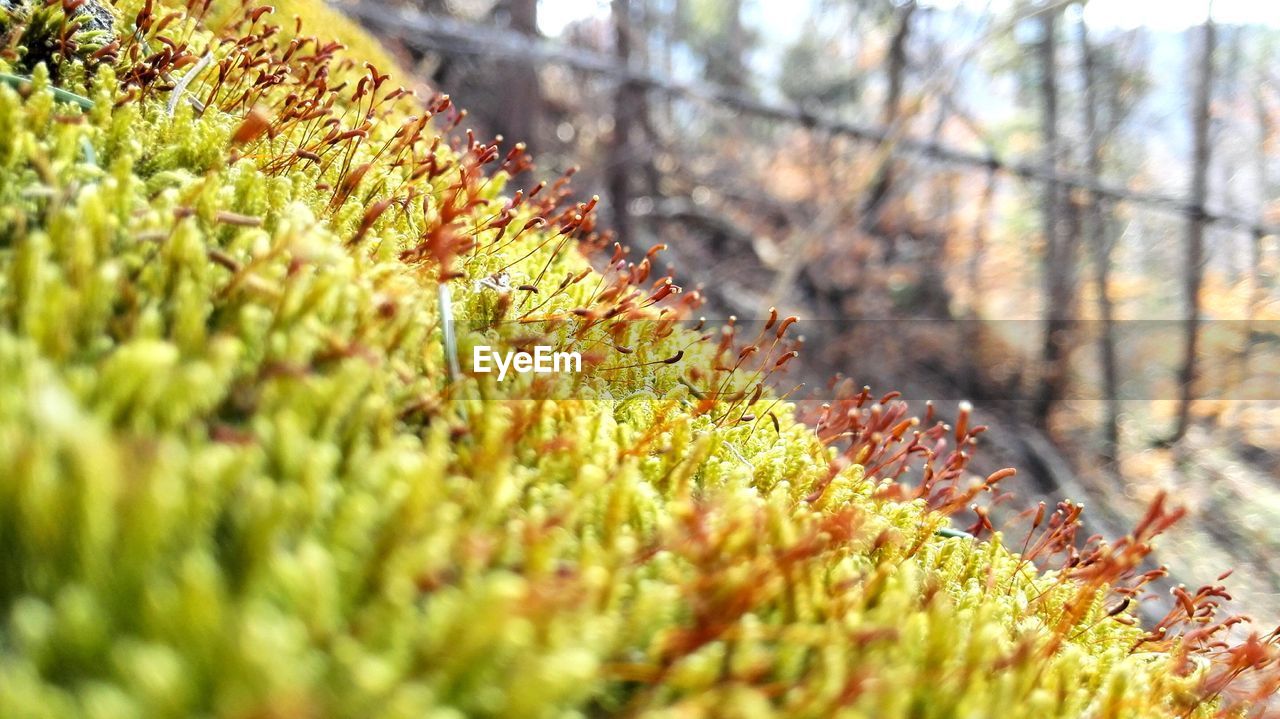 Close-up of moss growing at forest