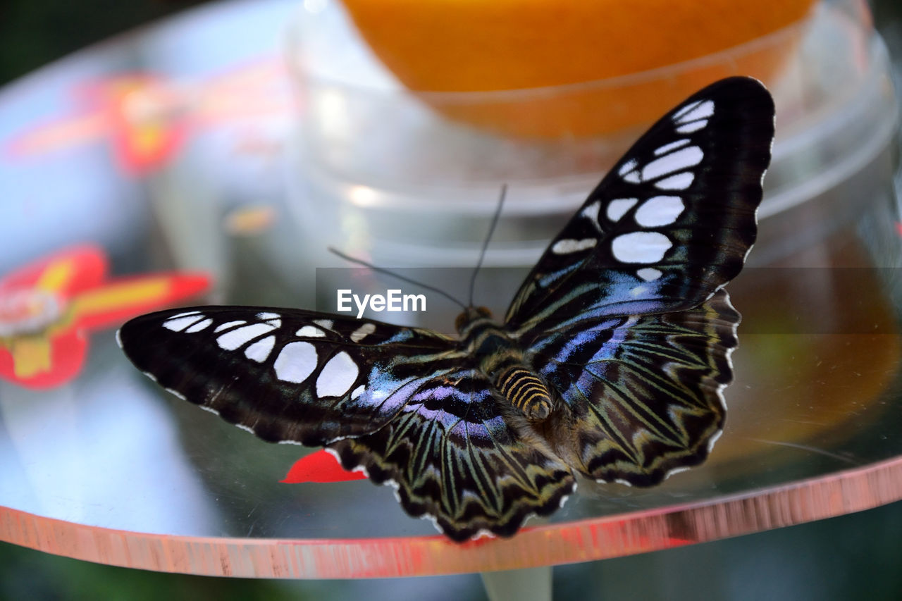 Close-up of butterfly on leaf