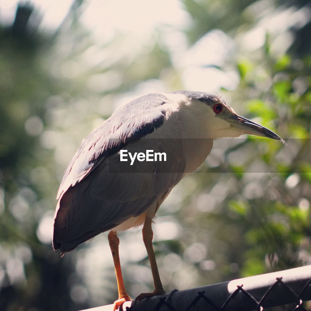 CLOSE-UP OF A BIRD PERCHING