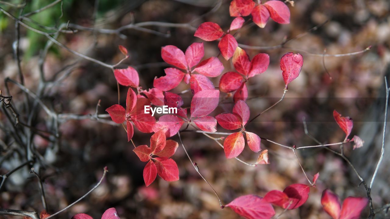 Close-up of pink plant