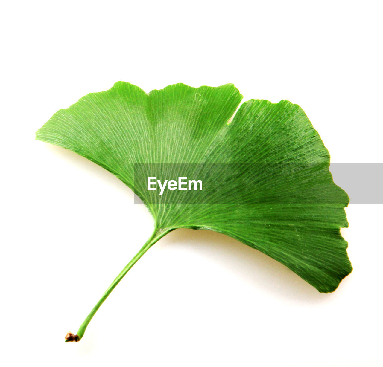 CLOSE-UP OF FRESH GREEN LEAF AGAINST WHITE BACKGROUND