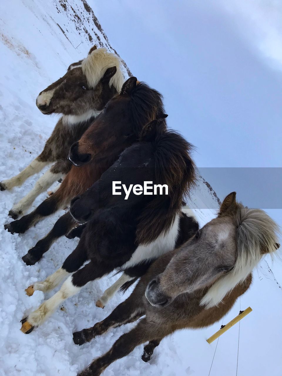 LOW ANGLE VIEW OF ANIMAL ON SNOW COVERED LANDSCAPE