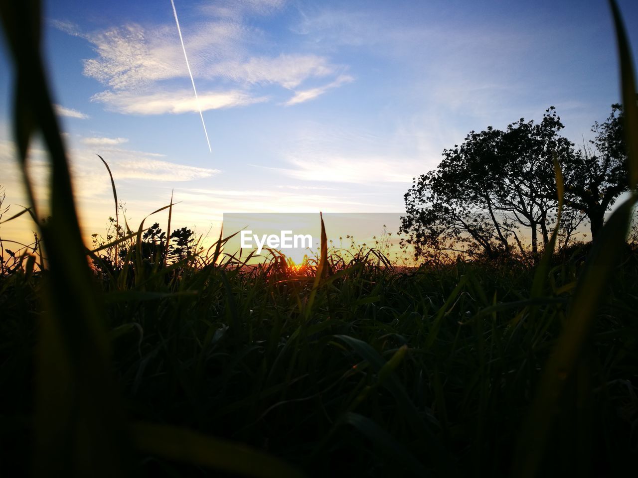 CLOSE-UP OF GRASS IN FIELD AGAINST SKY