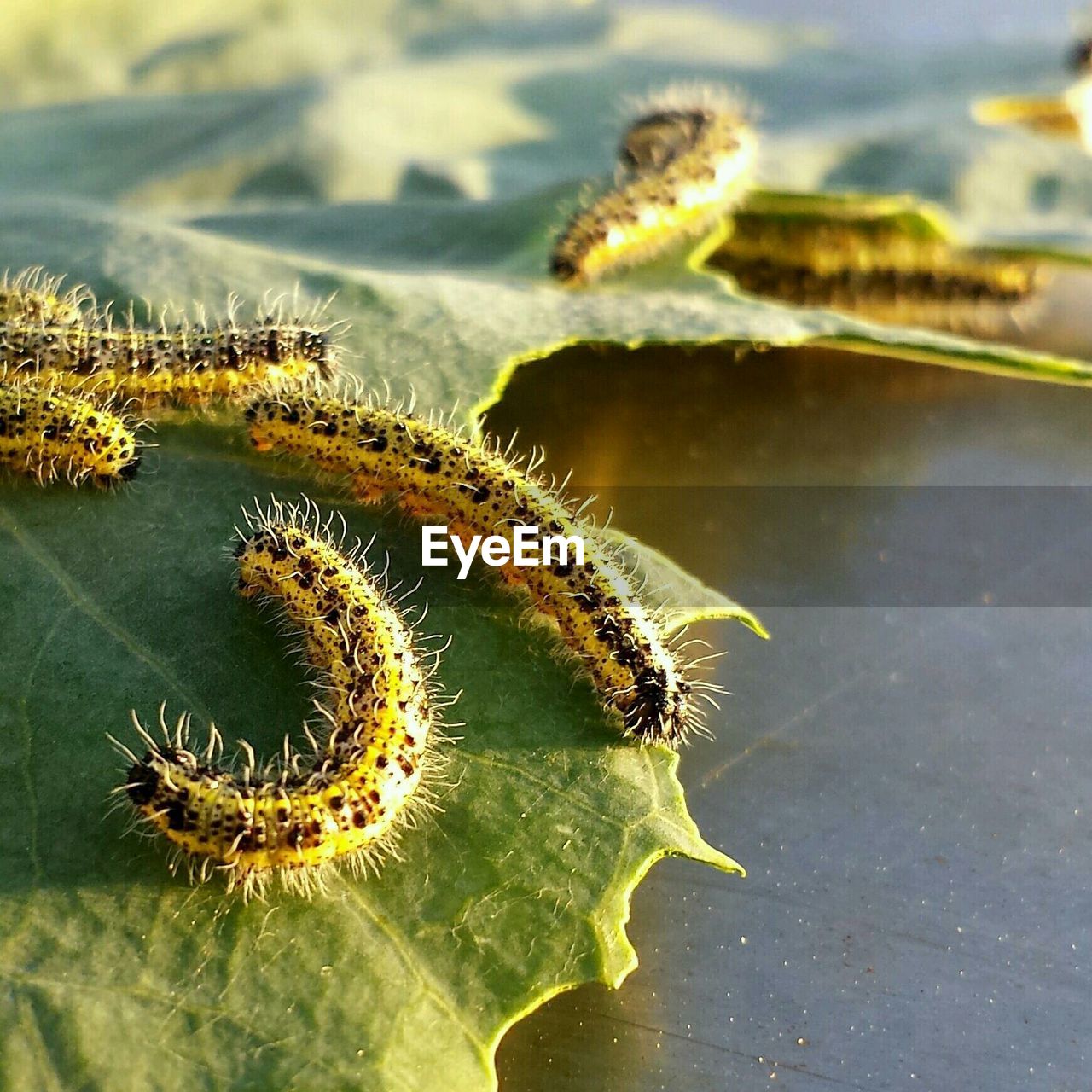 Close-up of caterpillars on leaf