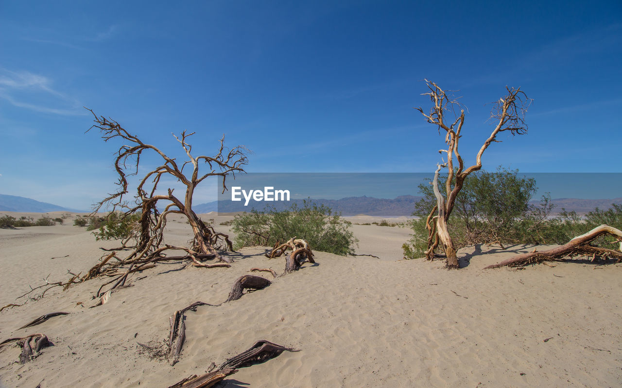 View of driftwood on beach against blue sky