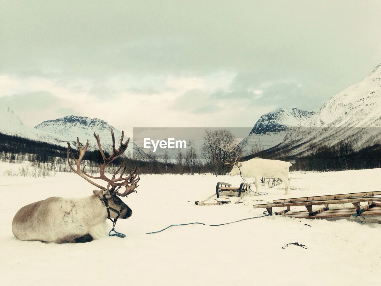 Reindeers with sleds on snow covered field by mountains