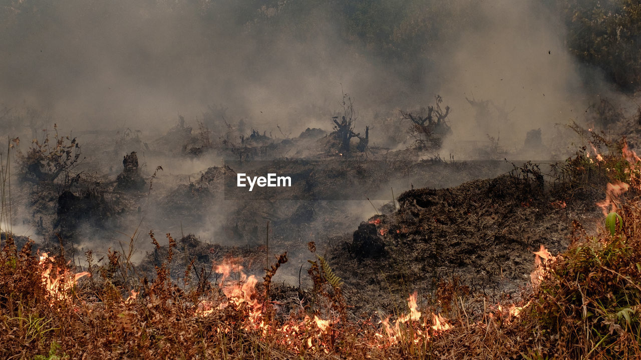 View of forest fire