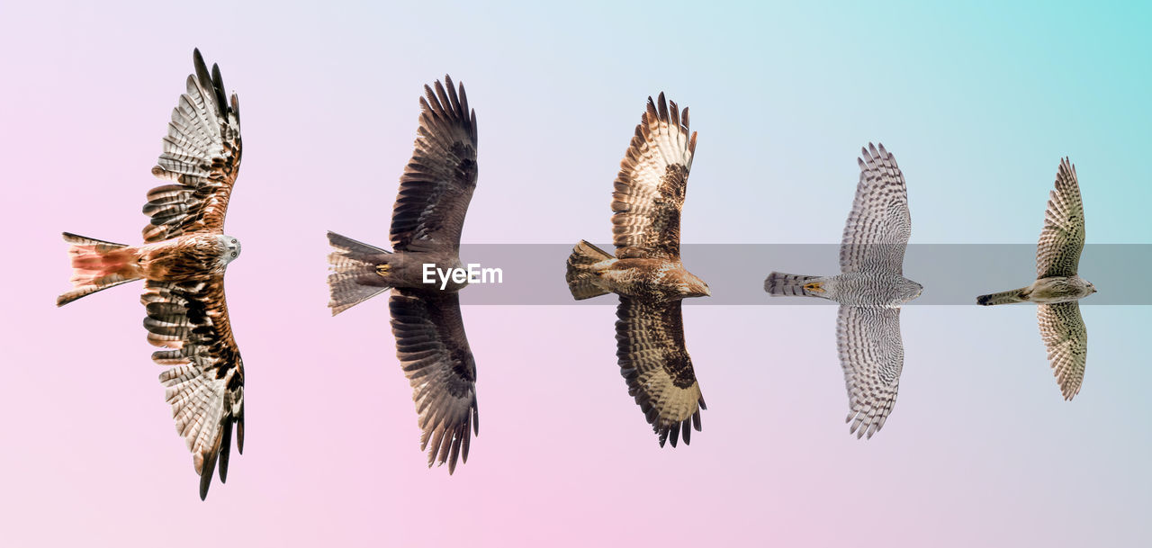 Isolated set of birds of prey in flight with fully open wings