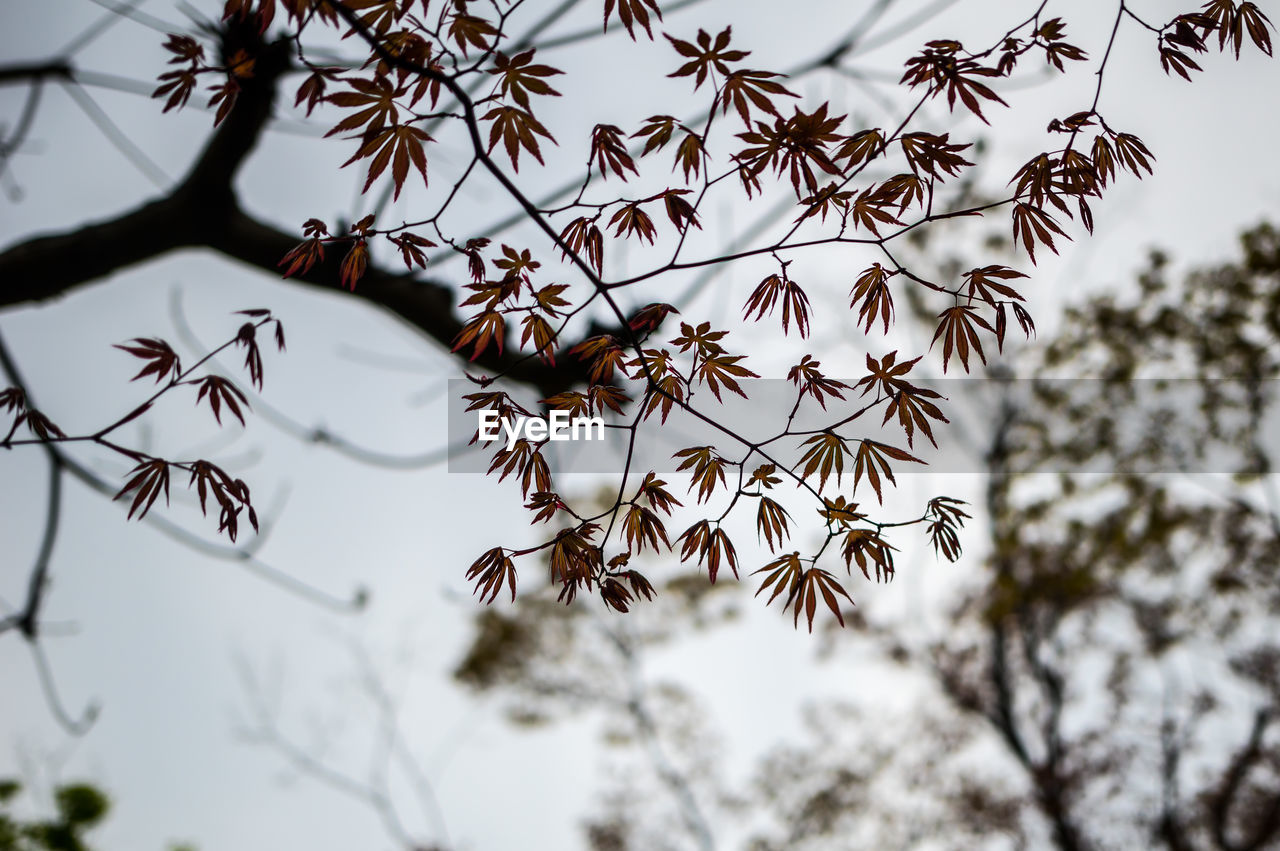 Low angle view of tree against sky