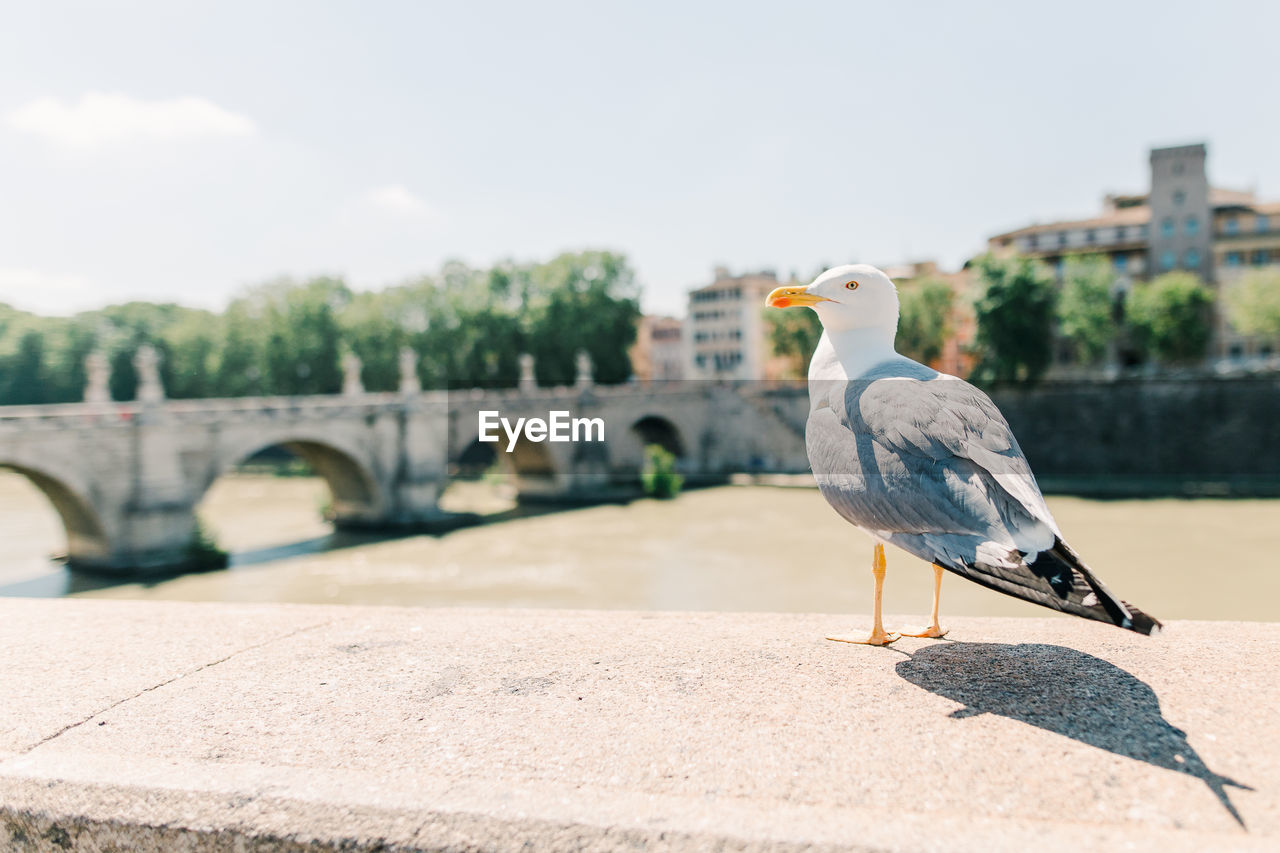 SEAGULL PERCHING ON A WALL