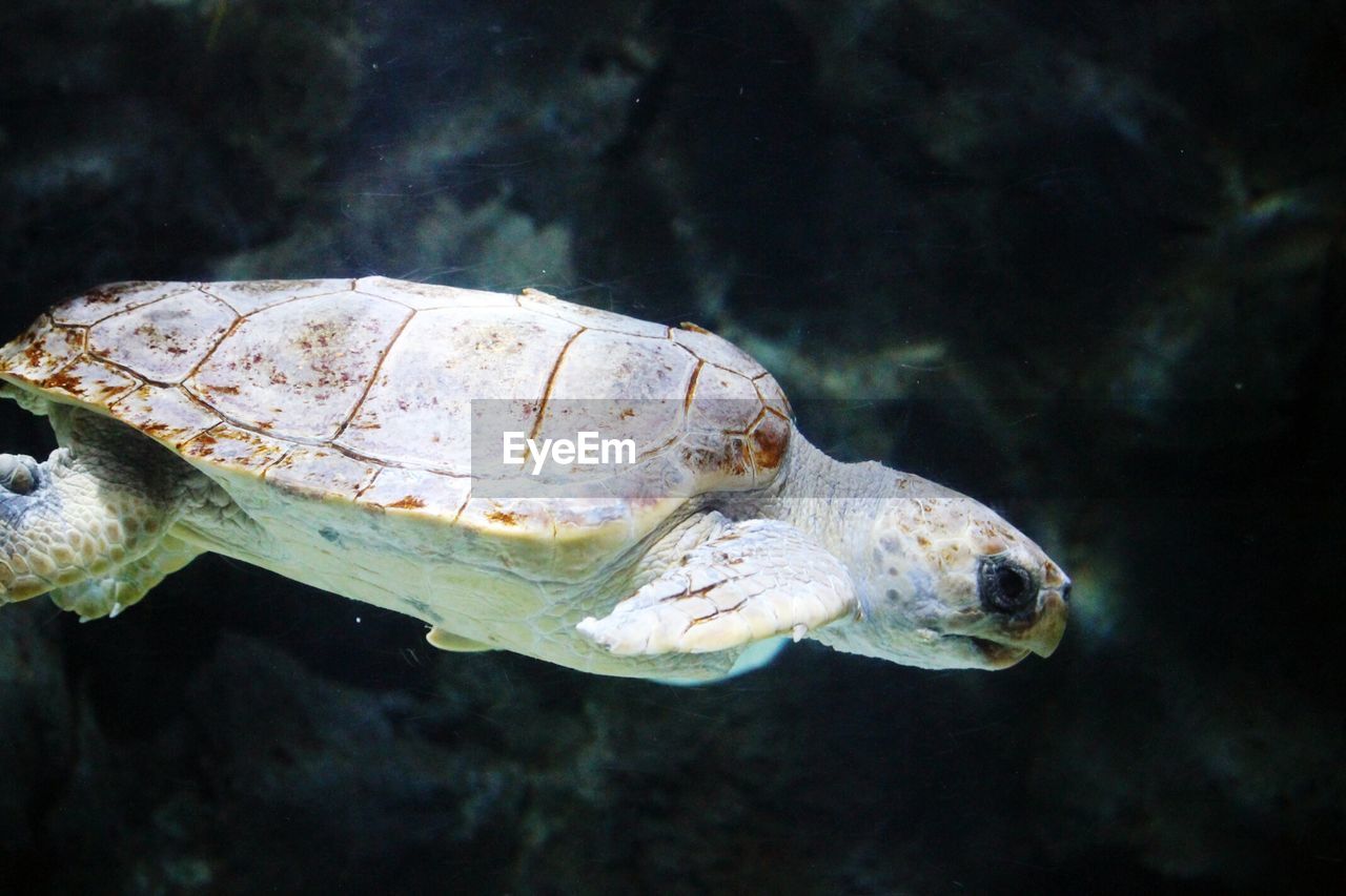 Close-up of sea turtle swimming underwater in sea