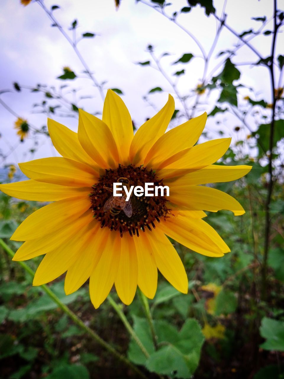CLOSE-UP OF YELLOW INSECT ON FLOWER