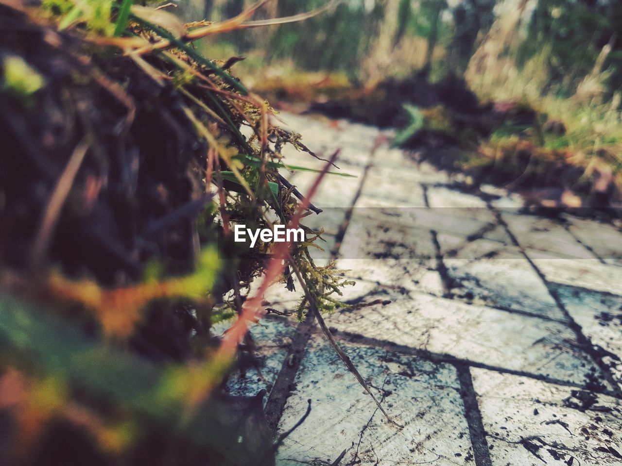 CLOSE-UP OF PLANT GROWING ON TREE