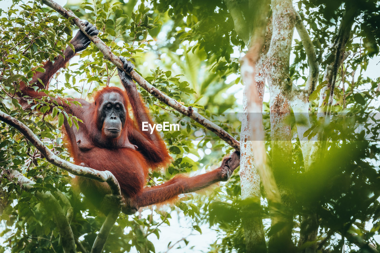 low angle view of monkey in zoo