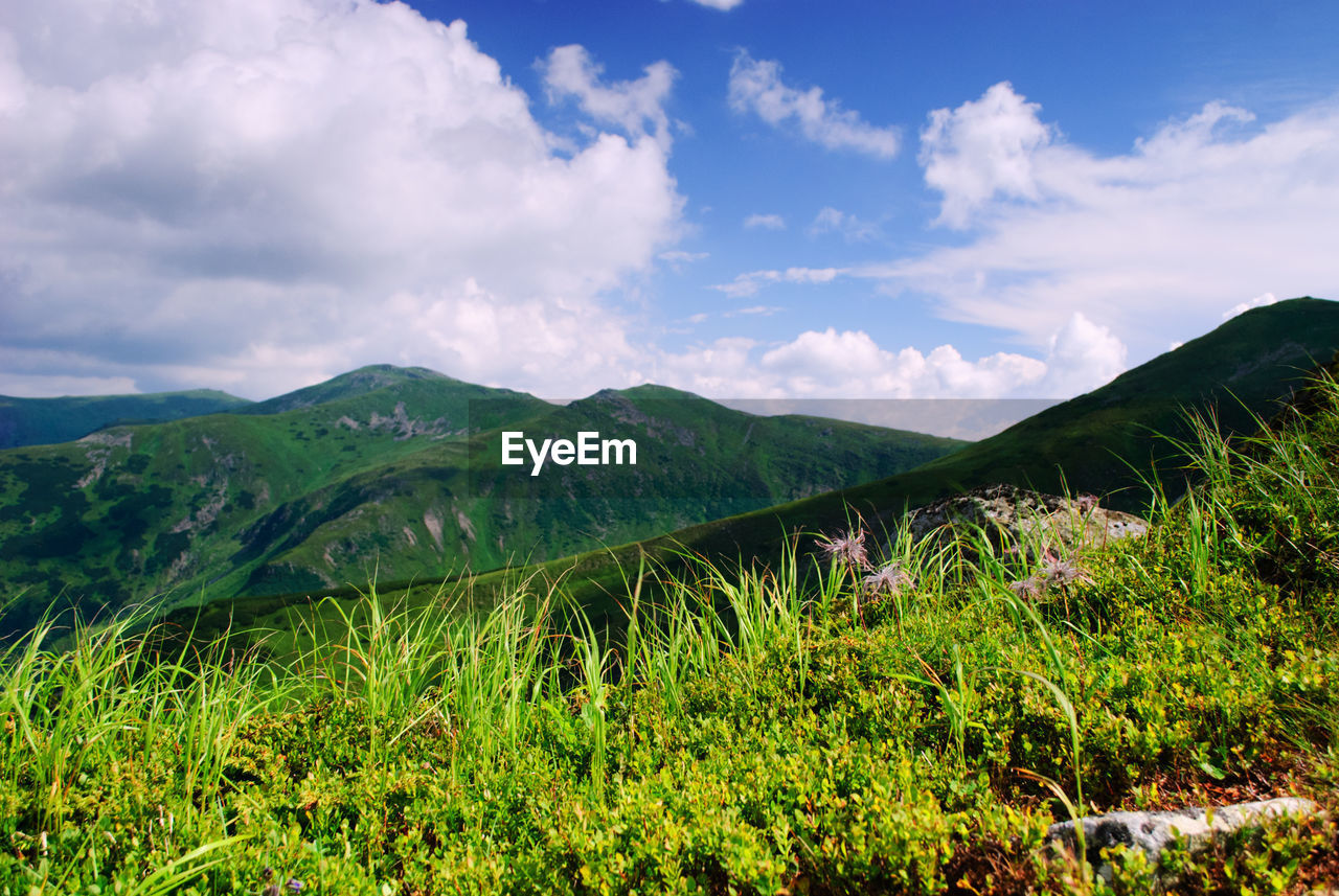 SCENIC VIEW OF GRASSY FIELD AGAINST SKY