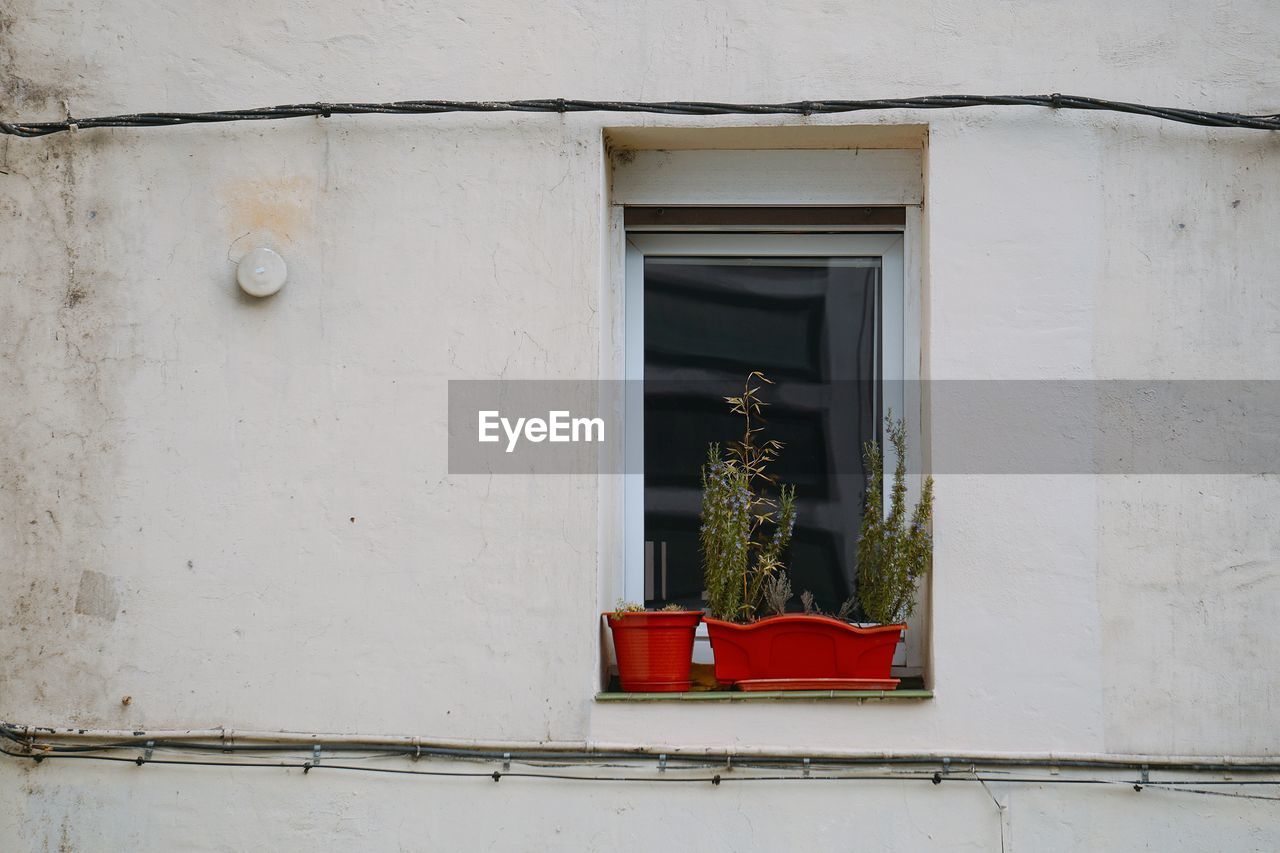 Potted plants on window of building