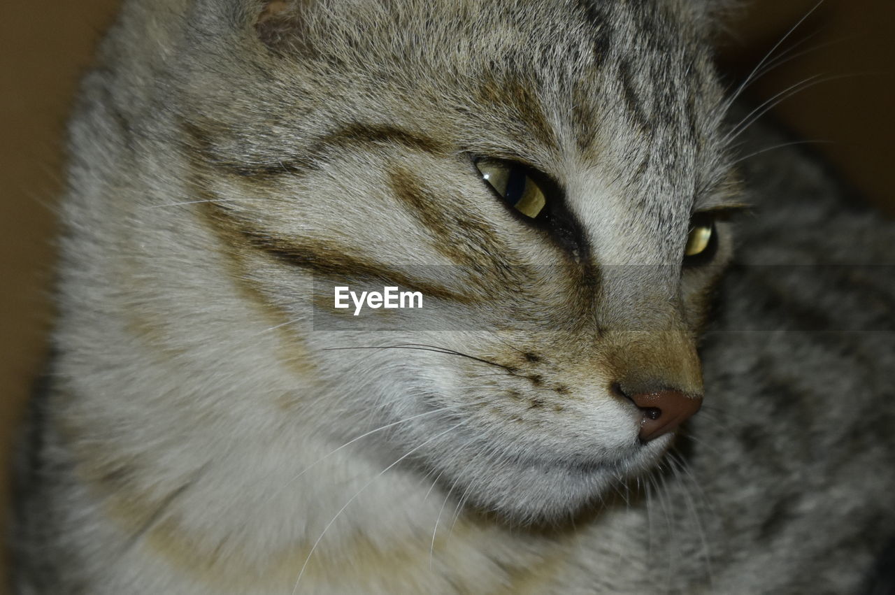 animal, animal themes, cat, pet, one animal, mammal, feline, domestic cat, domestic animals, close-up, nose, whiskers, animal body part, felidae, tabby cat, small to medium-sized cats, animal head, wild cat, no people, carnivore, portrait, snout, animal hair, looking, eye, animal eye