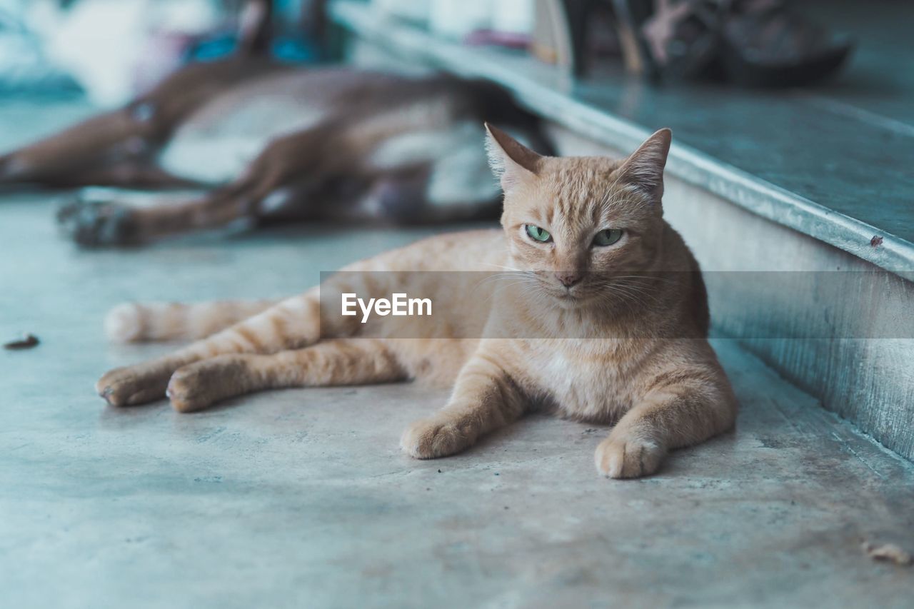 Portrait of cat sitting on floor