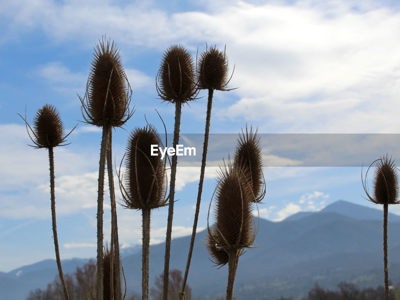 Low angle view of thistle against sky