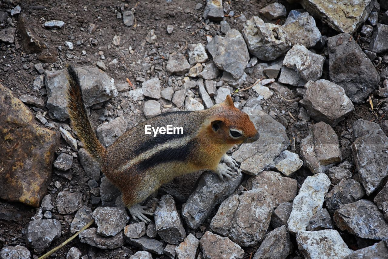 CLOSE-UP OF SQUIRREL ON ROCK