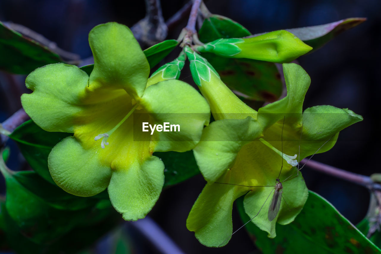 CLOSE-UP OF YELLOW FLOWERING PLANTS