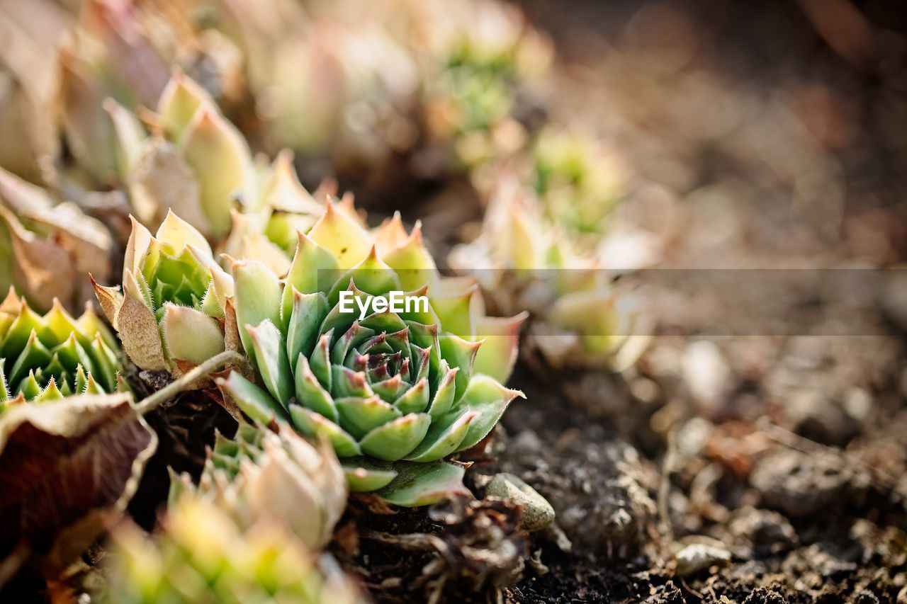 Close-up of succulent plant growing on field