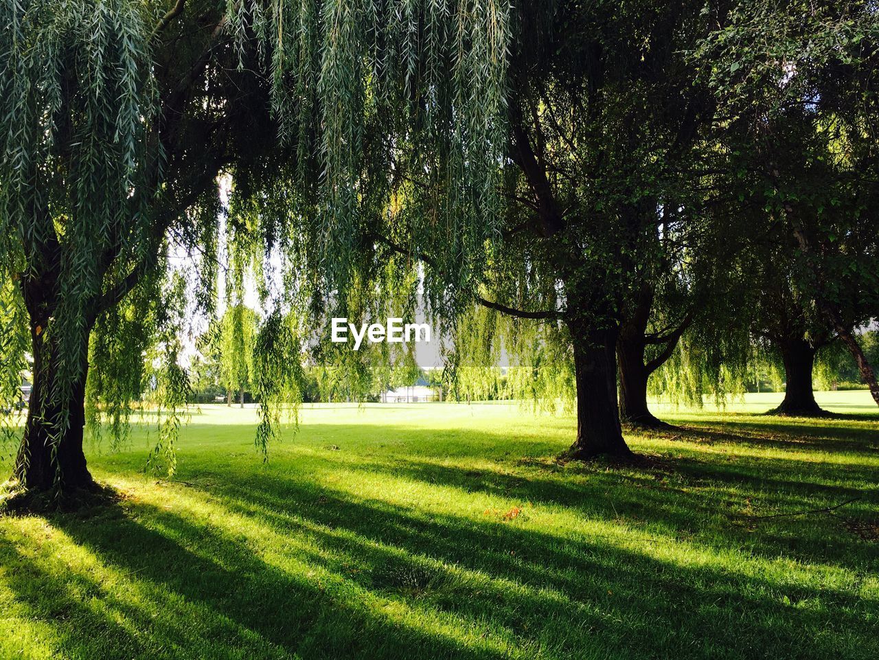 Trees growing on field in park