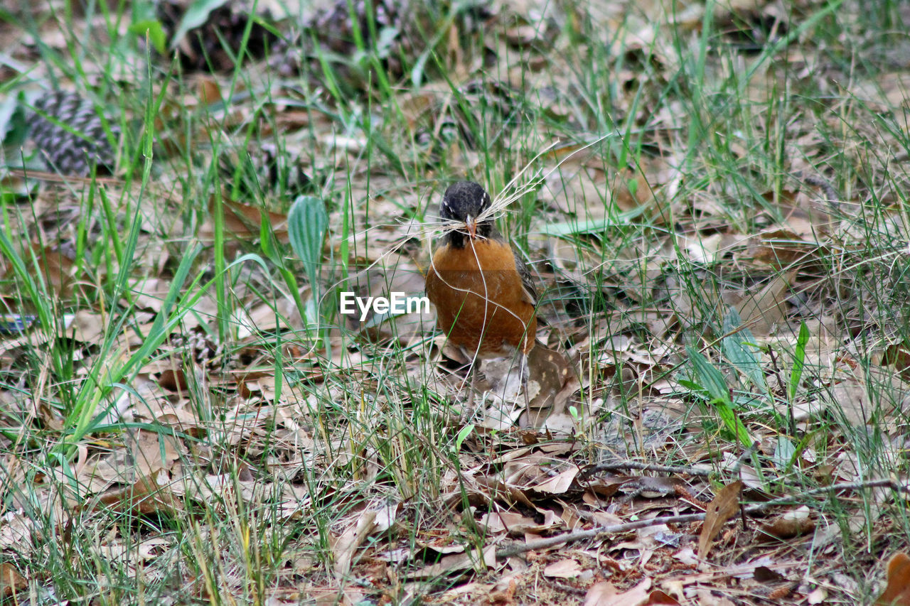 Bird on field