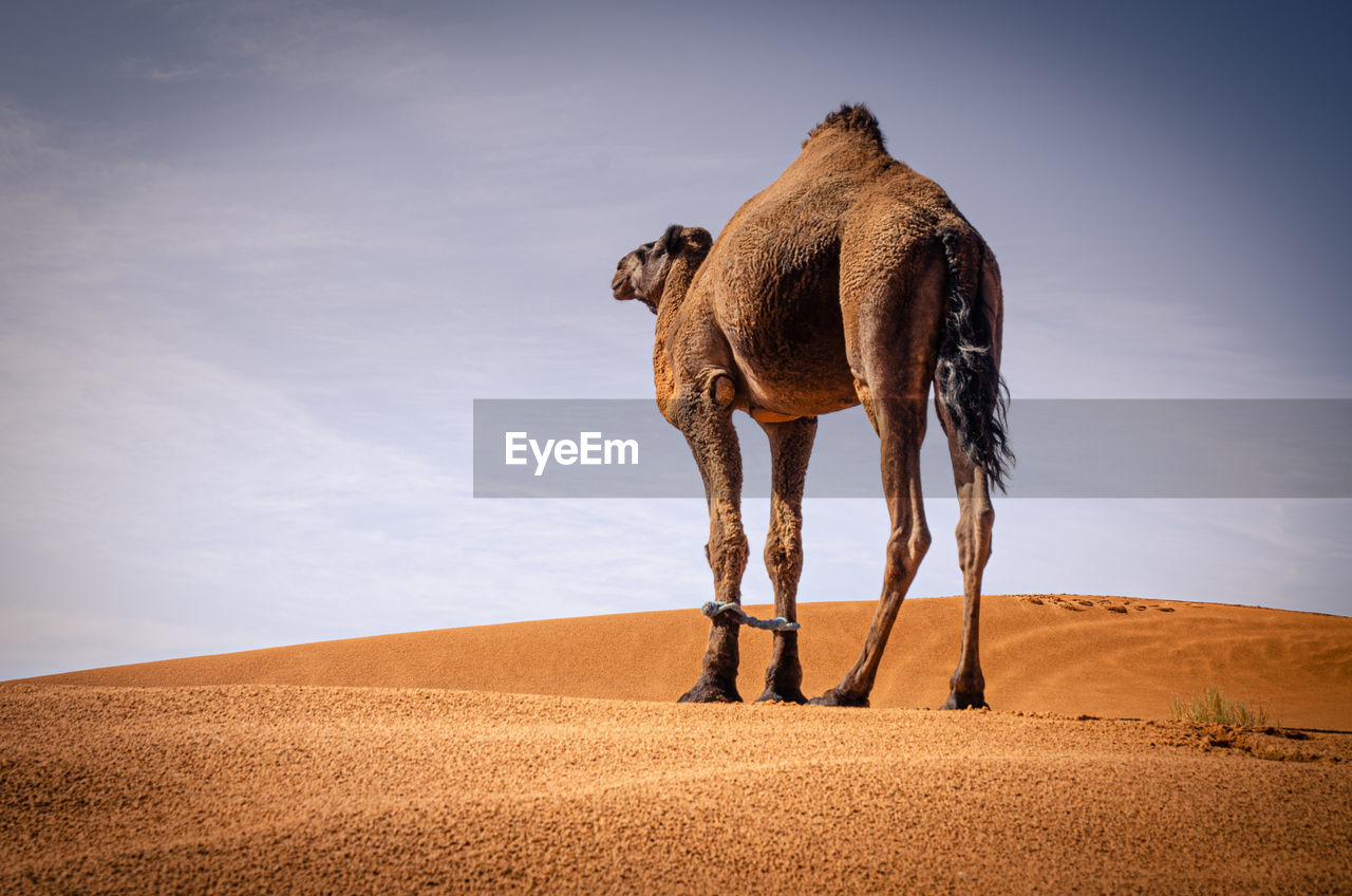 VIEW OF A HORSE ON DESERT