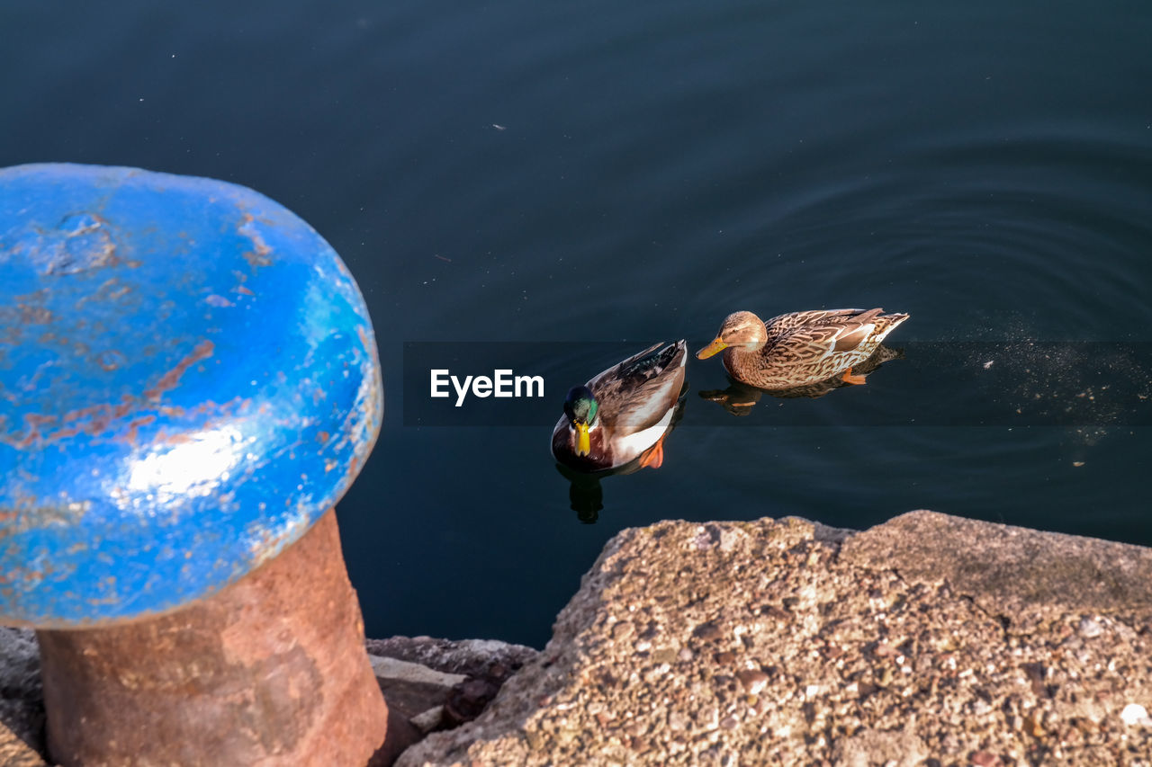 High angle view of ducks swimming on lake