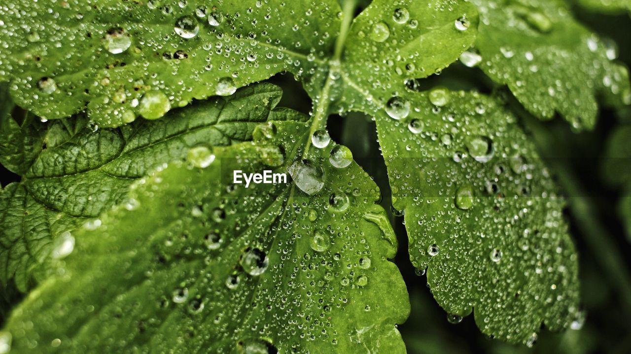 Close-up of wet leaves on rainy day