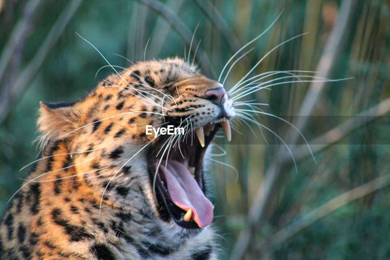 Close-up of a tired leopard