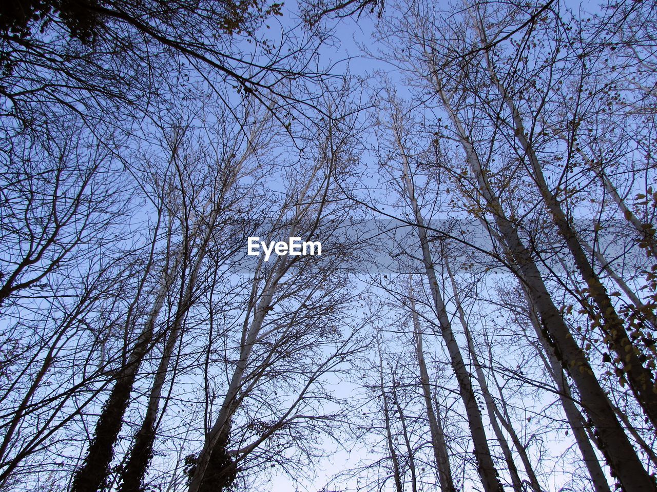 tree, plant, low angle view, branch, sky, winter, nature, bare tree, forest, sunlight, no people, tranquility, beauty in nature, leaf, tree trunk, trunk, woodland, day, growth, land, outdoors, scenics - nature, blue, tranquil scene, non-urban scene, autumn, clear sky, tree canopy