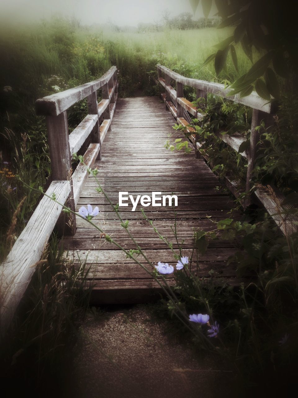 Boardwalk in grass