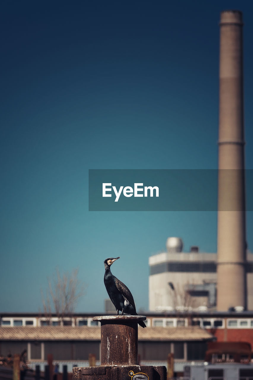 Animal nature in the harbour